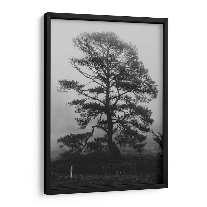 Árbol bajo la niebla - HCTR | Cuadro decorativo de Canvas Lab