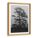 Árbol bajo la niebla - HCTR | Cuadro decorativo de Canvas Lab