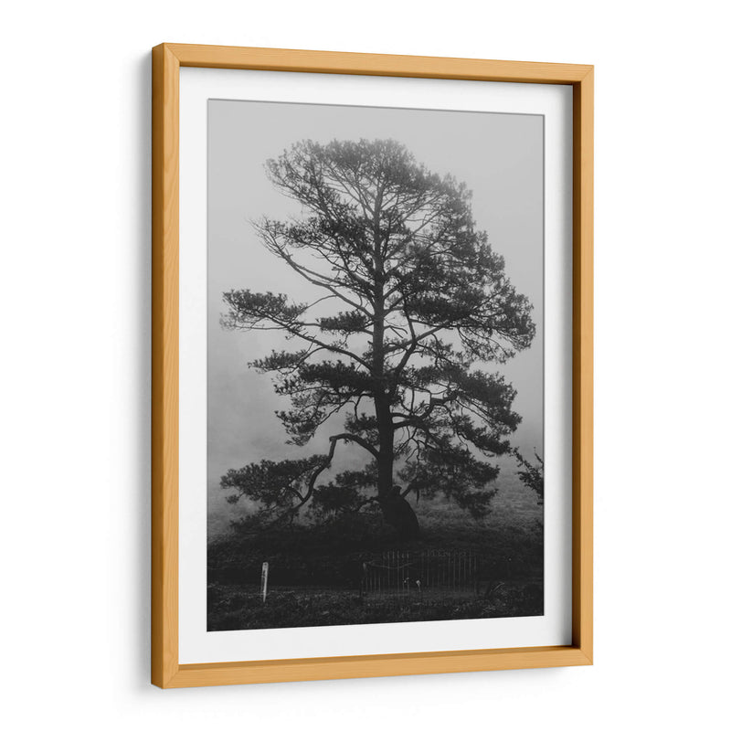 Árbol bajo la niebla - HCTR | Cuadro decorativo de Canvas Lab