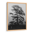 Árbol bajo la niebla - HCTR | Cuadro decorativo de Canvas Lab