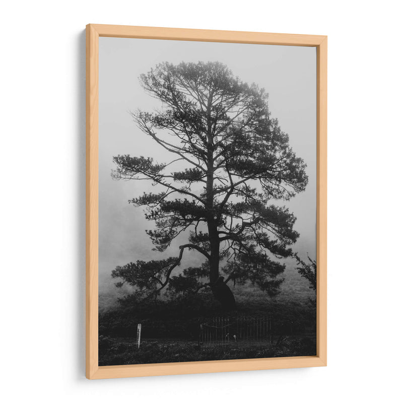 Árbol bajo la niebla - HCTR | Cuadro decorativo de Canvas Lab