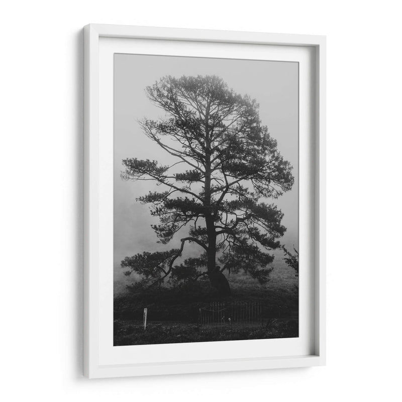 Árbol bajo la niebla - HCTR | Cuadro decorativo de Canvas Lab