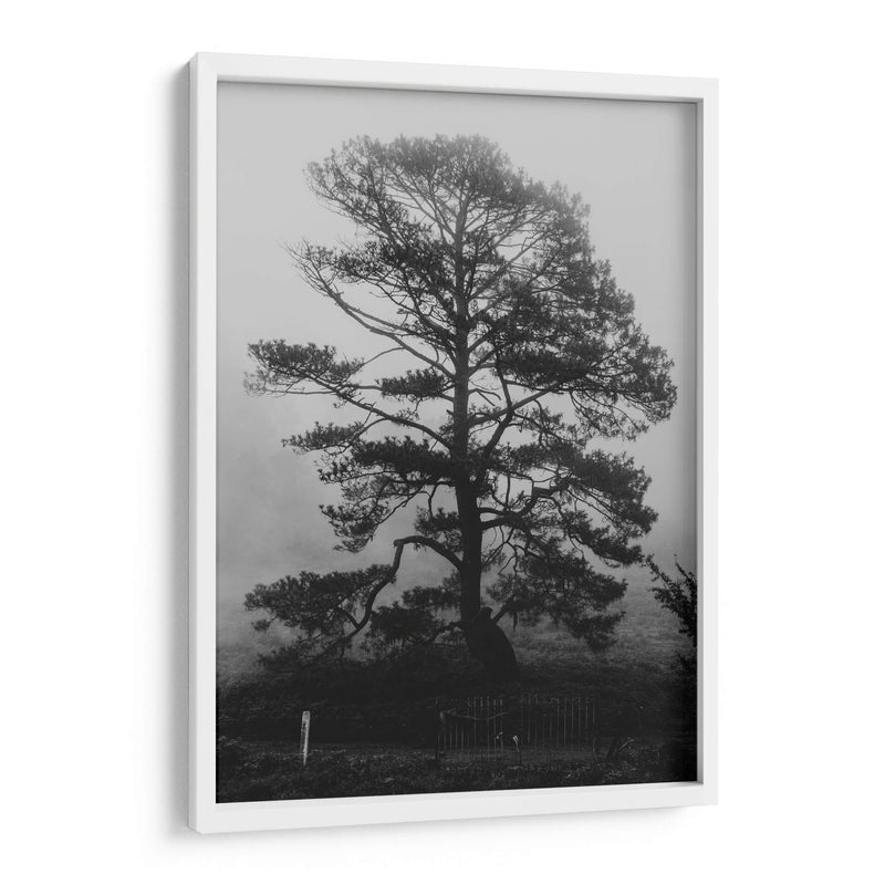 Árbol bajo la niebla - HCTR | Cuadro decorativo de Canvas Lab