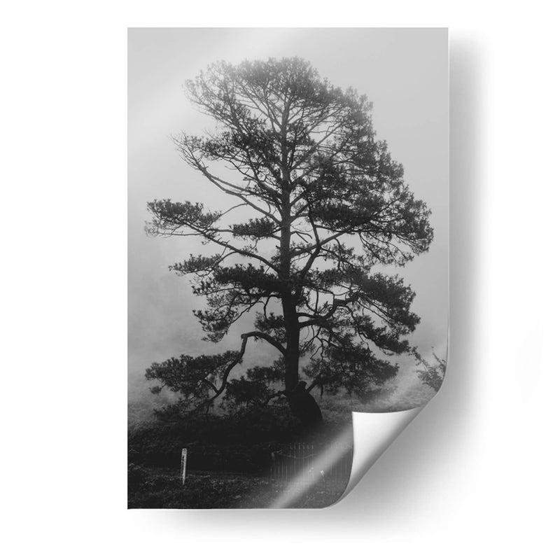 Árbol bajo la niebla - HCTR | Cuadro decorativo de Canvas Lab