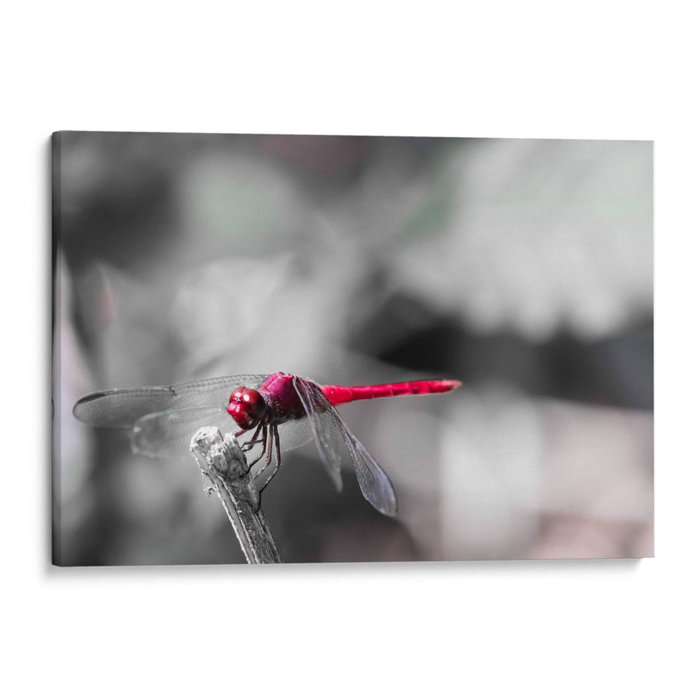 Libélula roja. - Claudia Luna | Cuadro decorativo de Canvas Lab