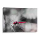 Libélula roja. - Claudia Luna | Cuadro decorativo de Canvas Lab