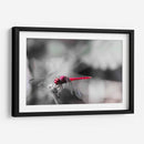 Libélula roja. - Claudia Luna | Cuadro decorativo de Canvas Lab