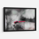 Libélula roja. - Claudia Luna | Cuadro decorativo de Canvas Lab