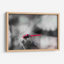 Libélula roja. - Claudia Luna | Cuadro decorativo de Canvas Lab