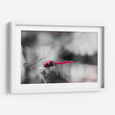 Libélula roja. - Claudia Luna | Cuadro decorativo de Canvas Lab