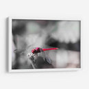 Libélula roja. - Claudia Luna | Cuadro decorativo de Canvas Lab