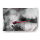 Libélula roja. - Claudia Luna | Cuadro decorativo de Canvas Lab