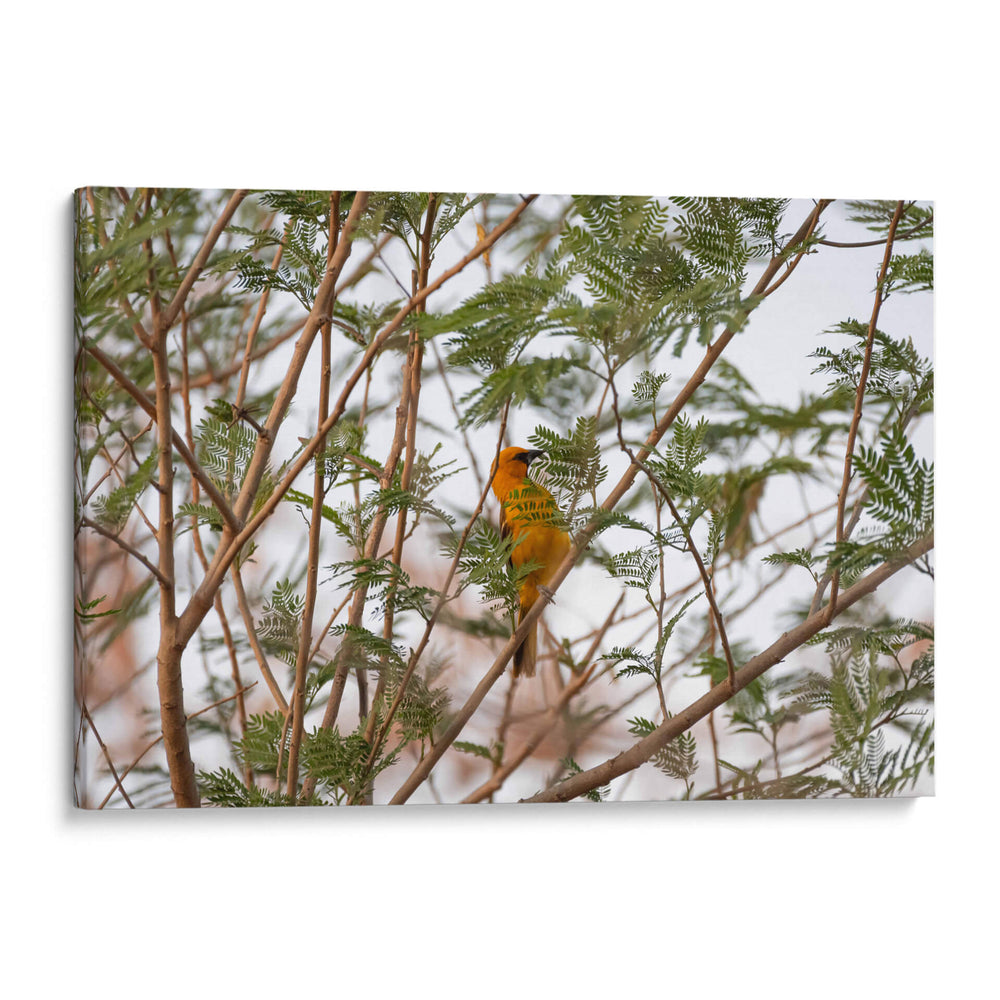 Calandria; pájaro naranja entre hojas. - Claudia Luna | Cuadro decorativo de Canvas Lab