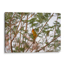 Calandria; pájaro naranja entre hojas. - Claudia Luna | Cuadro decorativo de Canvas Lab