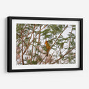 Calandria; pájaro naranja entre hojas. - Claudia Luna | Cuadro decorativo de Canvas Lab