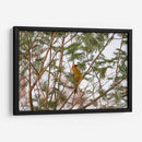 Calandria; pájaro naranja entre hojas. - Claudia Luna | Cuadro decorativo de Canvas Lab