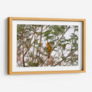 Calandria; pájaro naranja entre hojas. - Claudia Luna | Cuadro decorativo de Canvas Lab