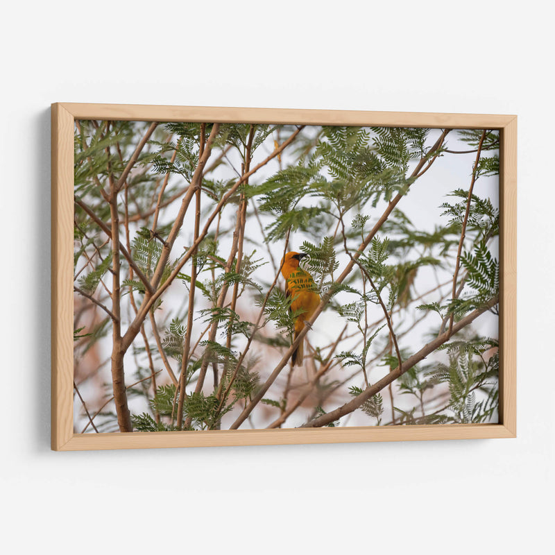 Calandria; pájaro naranja entre hojas. - Claudia Luna | Cuadro decorativo de Canvas Lab