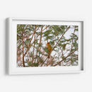 Calandria; pájaro naranja entre hojas. - Claudia Luna | Cuadro decorativo de Canvas Lab