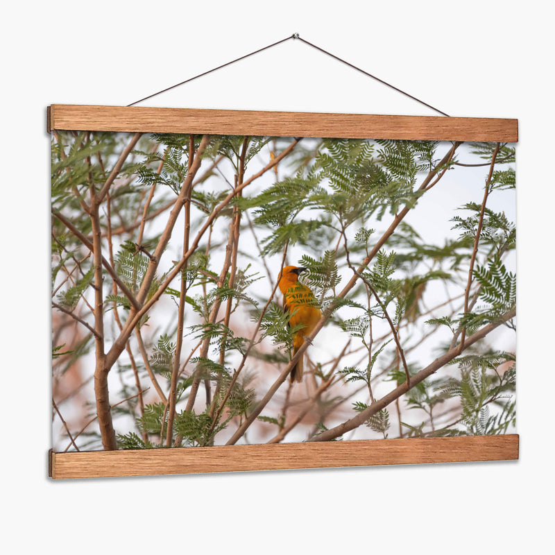 Calandria; pájaro naranja entre hojas. - Claudia Luna | Cuadro decorativo de Canvas Lab