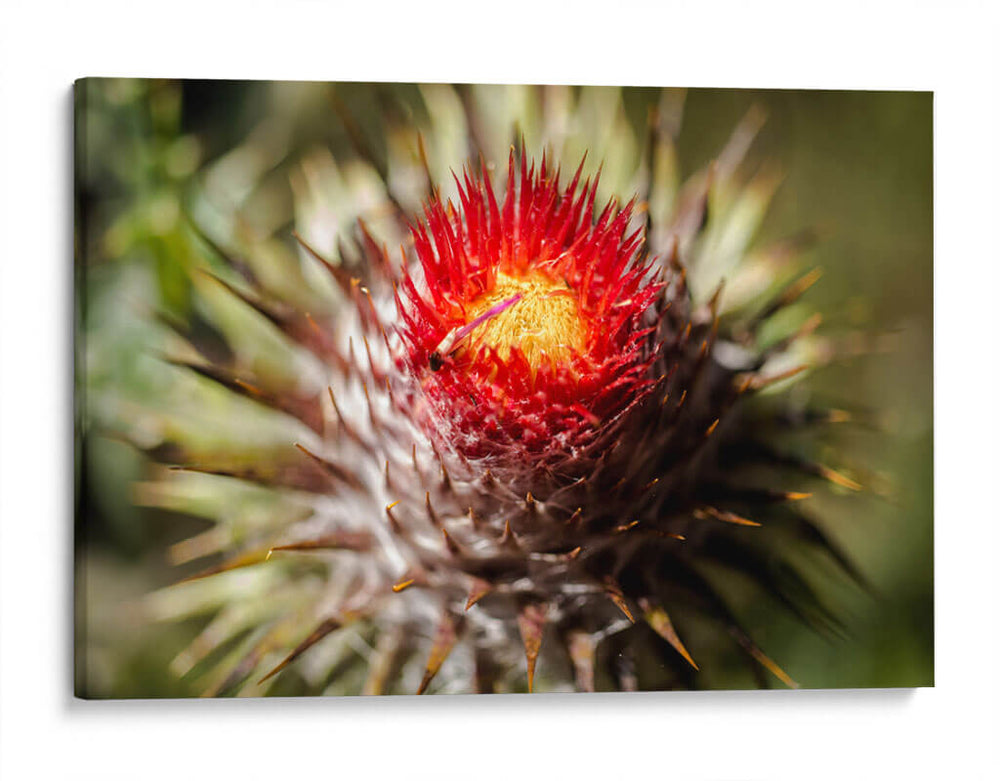 Cardo - Caed Vidrio | Cuadro decorativo de Canvas Lab