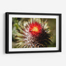 Cardo - Caed Vidrio | Cuadro decorativo de Canvas Lab