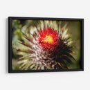 Cardo - Caed Vidrio | Cuadro decorativo de Canvas Lab