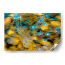 Frescos patrones de la naturaleza - FErB | Cuadro decorativo de Canvas Lab