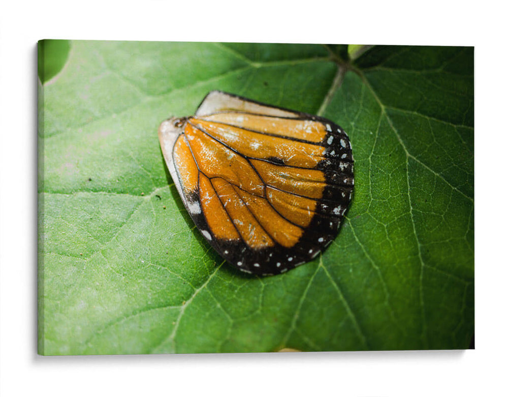 Guía espiritual - Caed Vidrio | Cuadro decorativo de Canvas Lab