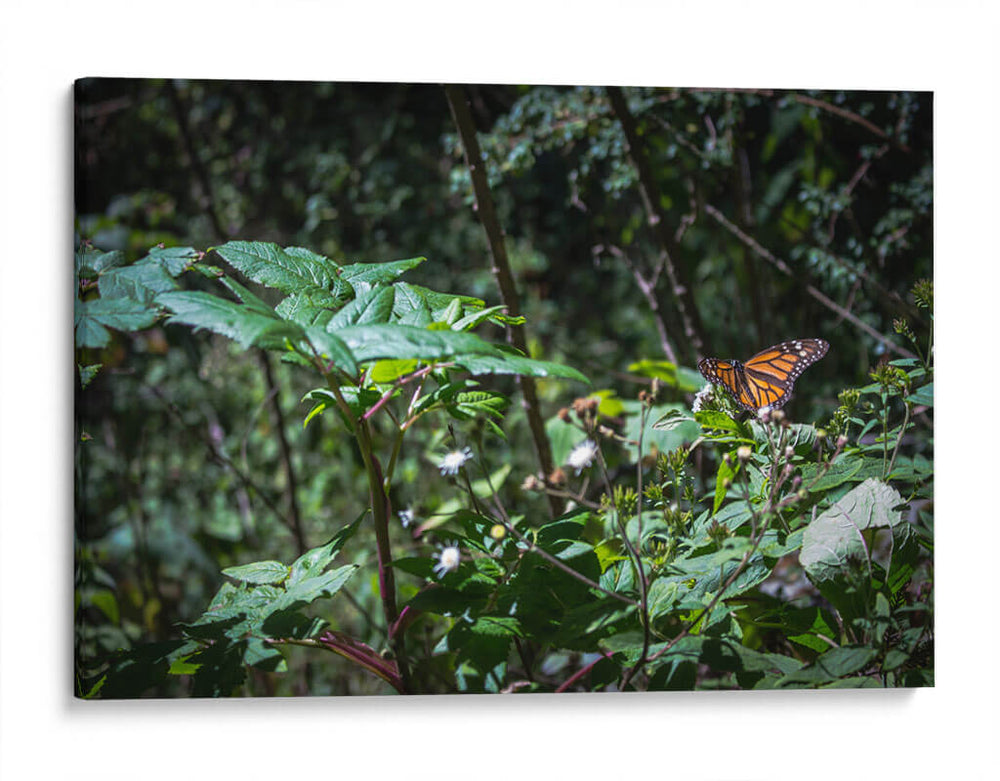 Monarca - Caed Vidrio | Cuadro decorativo de Canvas Lab