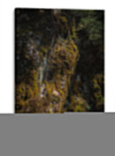 Musgo - Caed Vidrio | Cuadro decorativo de Canvas Lab