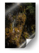 Musgo - Caed Vidrio | Cuadro decorativo de Canvas Lab