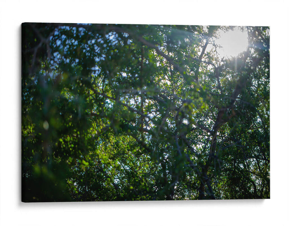 Pino - Caed Vidrio | Cuadro decorativo de Canvas Lab