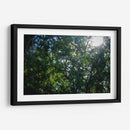 Pino - Caed Vidrio | Cuadro decorativo de Canvas Lab