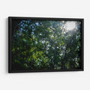 Pino - Caed Vidrio | Cuadro decorativo de Canvas Lab