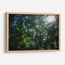 Pino - Caed Vidrio | Cuadro decorativo de Canvas Lab