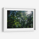 Pino - Caed Vidrio | Cuadro decorativo de Canvas Lab