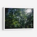 Pino - Caed Vidrio | Cuadro decorativo de Canvas Lab