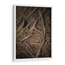 Raíz 2 - Caed Vidrio | Cuadro decorativo de Canvas Lab