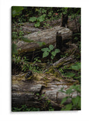 Troncos - Caed Vidrio | Cuadro decorativo de Canvas Lab