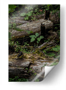 Troncos - Caed Vidrio | Cuadro decorativo de Canvas Lab