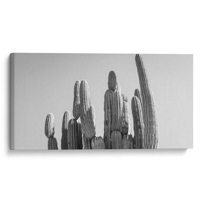 Cactus Elegante - Gitano! | Cuadro decorativo de Canvas Lab