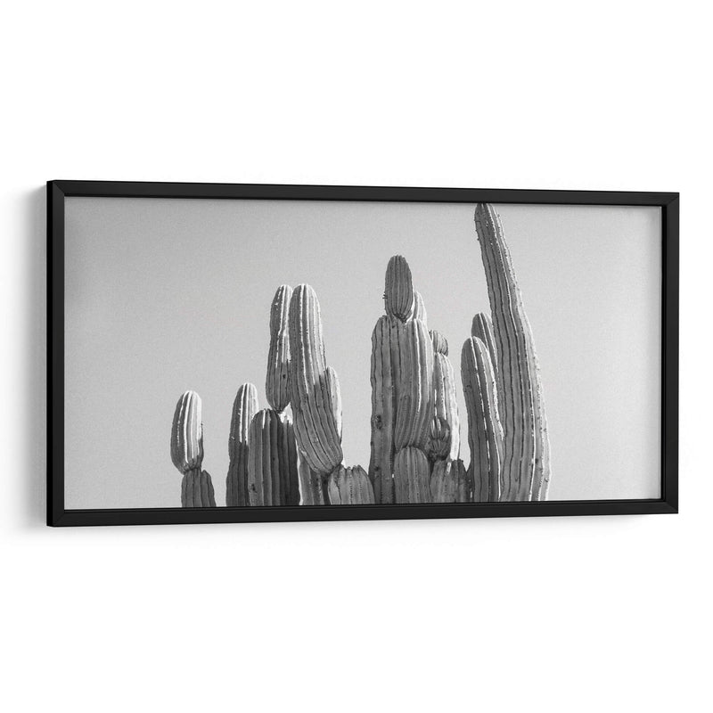 Cactus Elegante - Gitano! | Cuadro decorativo de Canvas Lab