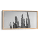 Cactus Elegante - Gitano! | Cuadro decorativo de Canvas Lab