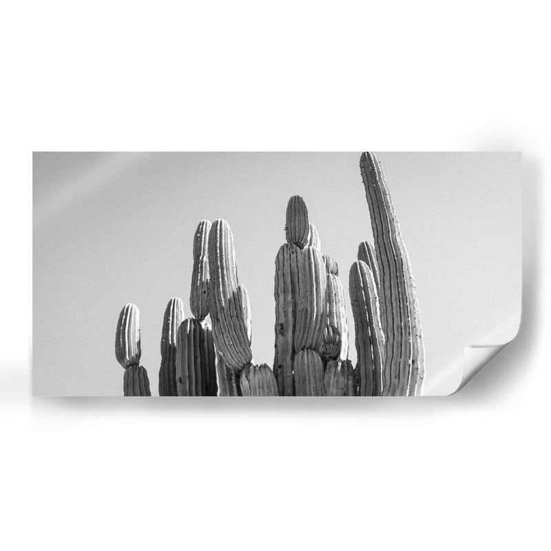 Cactus Elegante - Gitano! | Cuadro decorativo de Canvas Lab