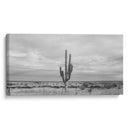 Cactus Solitario - Gitano! | Cuadro decorativo de Canvas Lab