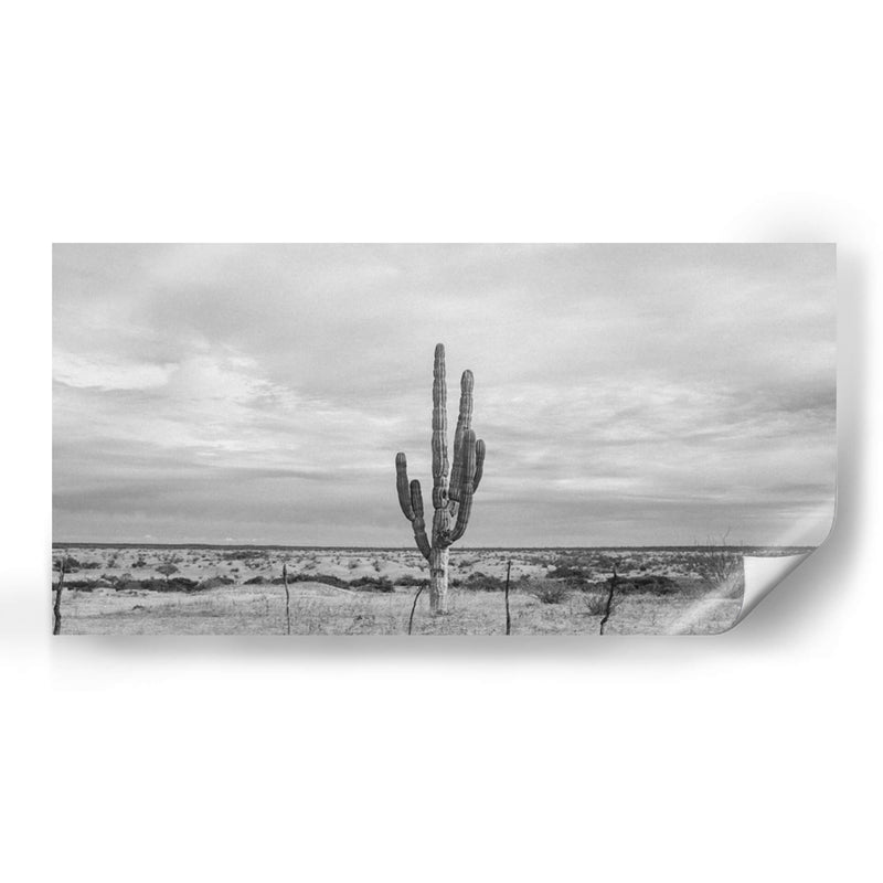 Cactus Solitario - Gitano! | Cuadro decorativo de Canvas Lab