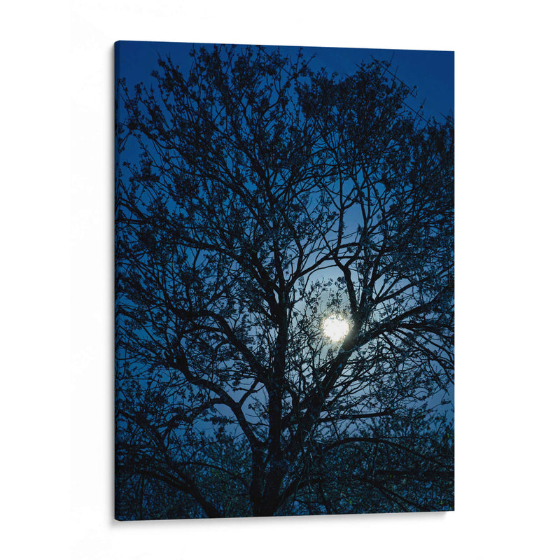 Luz de luna llena a la zaga de un árbol - Claudia Luna | Cuadro decorativo de Canvas Lab