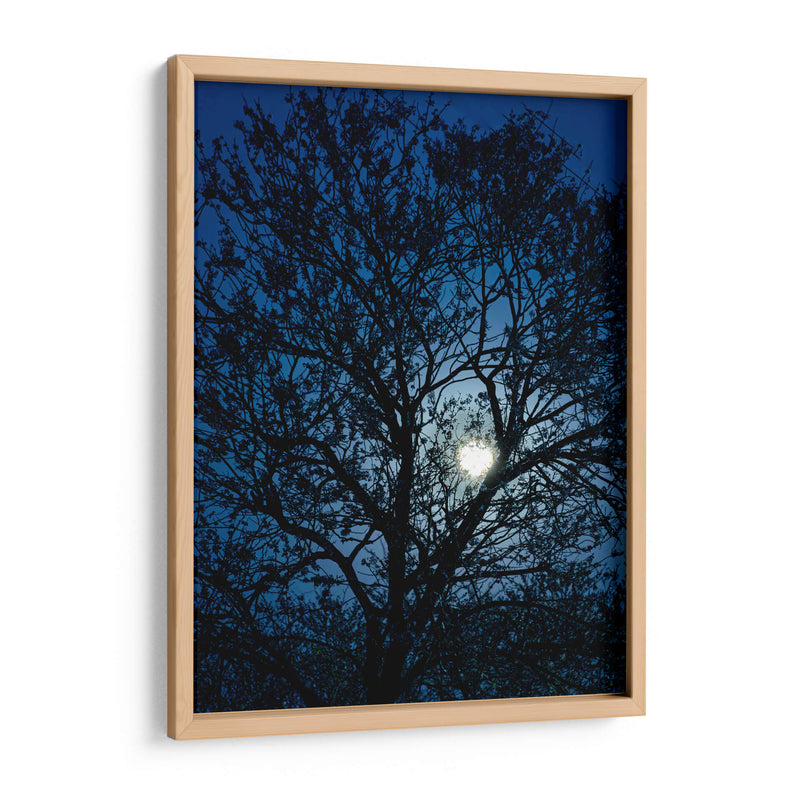 Luz de luna llena a la zaga de un árbol - Claudia Luna | Cuadro decorativo de Canvas Lab