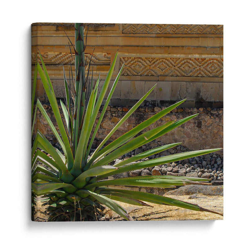 Agave - Gustavo Cohen | Cuadro decorativo de Canvas Lab